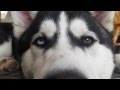 Brown Eyes Brown Siberian Husky Colors