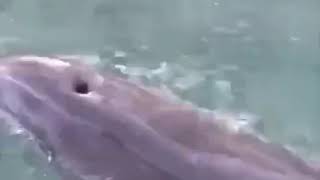 Черноморские дельфины приплыли в Ростов?