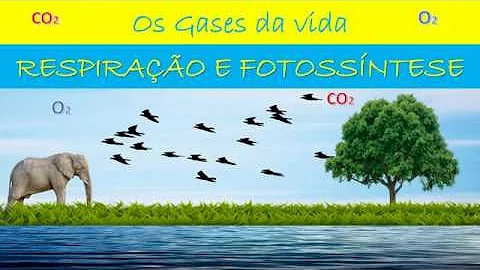 É verdade que o gás carbônico é usado na respiração da maioria dos seres vivos?