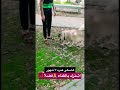 صاحب الكلب الهاسكي هيستغني عنه علشان مسافر بس يبقي عندك مكان