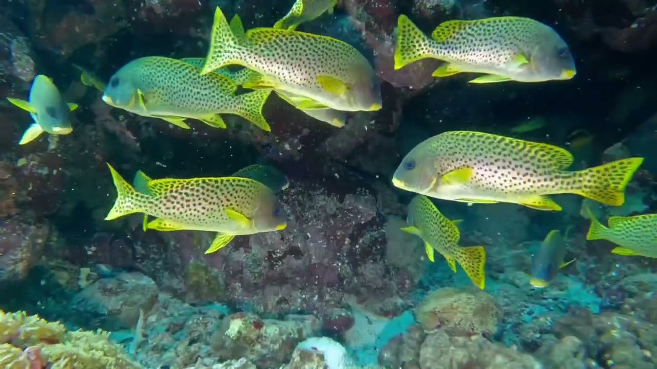 Jari Heikkinen video, Saudi Explorer Liveaboard, Seven Sisters and Five Sisters, Sep/Oct 2022