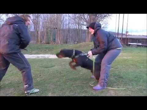 Greif Nivanus 11 months obedience - protection work