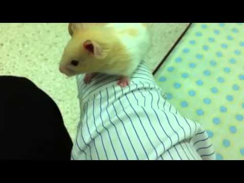 Video: Syrian hamsters: kev faib tawm, kev piav qhia thiab kev saib xyuas