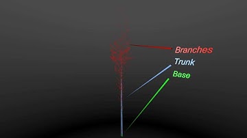 Locating the trunk and base
