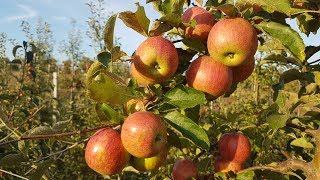 Jonagold Decost apple / Яблоко Джонаголд Декоста