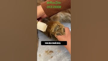 Tông đơ 4in1 cắt đa vị trí trên cơ thể bé #ticipet #tongdochomeo #tongdo4in1 #dog #cattialongchomeo