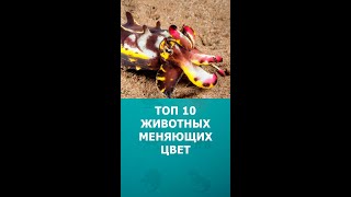 ТОП 10 животных меняющих цвет #животные #шортс #топ10 #shorts #комарик