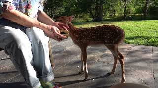 Breakfast with Bambi the Whitetail Deer Fawn (day 8)