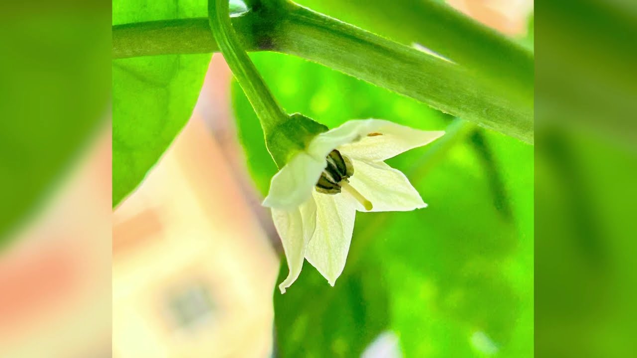 Flower of a Chilli Plant Capsicum Annuum | Copyright-free video anyone can use Creative Commons