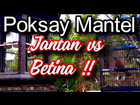 Poksay Mantel Jantan vs Betina