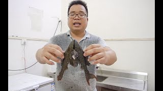 清道夫魚套餐來了，兩種風味，你想試哪種