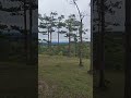 #dalat đồi cỏ hồng 28/08/2026 #chilldalat