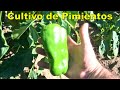 Cultivo orgánico de Pimientos.