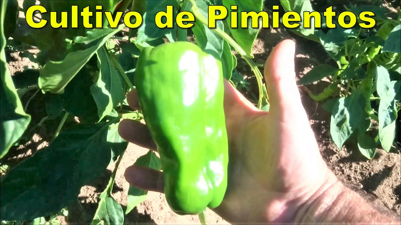 Cultivo orgánico de Pimientos.