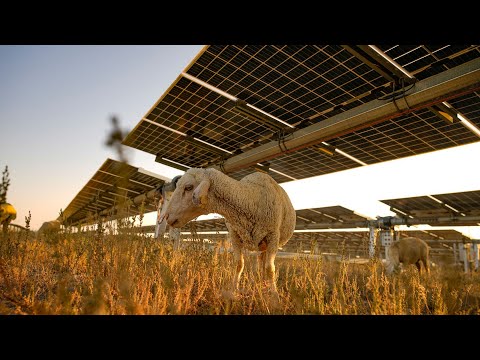 Karapınar Güneş Enerjisi Santrali'nin sahası koyunların otlaması için açıldı