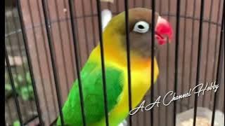 LOVEBIRD JANTAN GACOR || lb JANTAN KONSLET || BETINA KONSLET