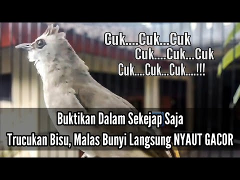 Cukup Sekali Pancing Trucuk Apapun bakal Nyaut Emosi dengan Suara Pancingan Trucuk ini