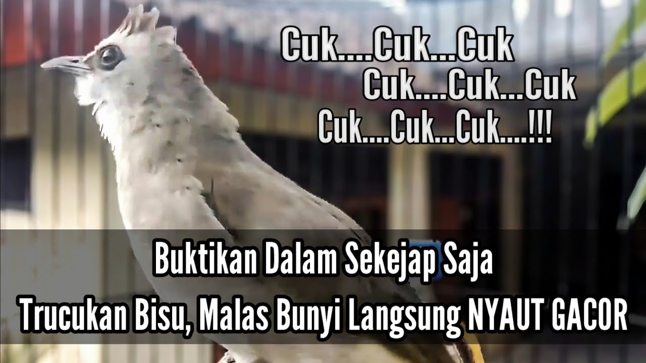 100% Ampuh Bikin Trucukan Ombyokan, Bahan, Macet Bunyi, Malas Bunyi, Seketika Langsung Respon NYAUT