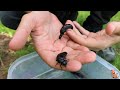 🩸 Aceitera común o curita (Berberomeloe majalis) - "El escarabajo que sangra" 🩸