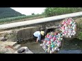 Surprise wealth/golden pearls, jewellery harvest under the ancient bridge, wild shell cultivation