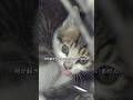 母猫は子猫を守るため、1か月もの間エンジンルームに隠し続ゖ、ついに教い出された#shorts