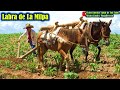 Labrando y aterrando la Milpa con Caballo y Mula en Oaxaca 🐎 🌽