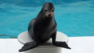 Sea Lion Show Kamogawa Sea World  【4K】 by Supli Abi 117,383 views 3 years ago 14 minutes, 4 seconds