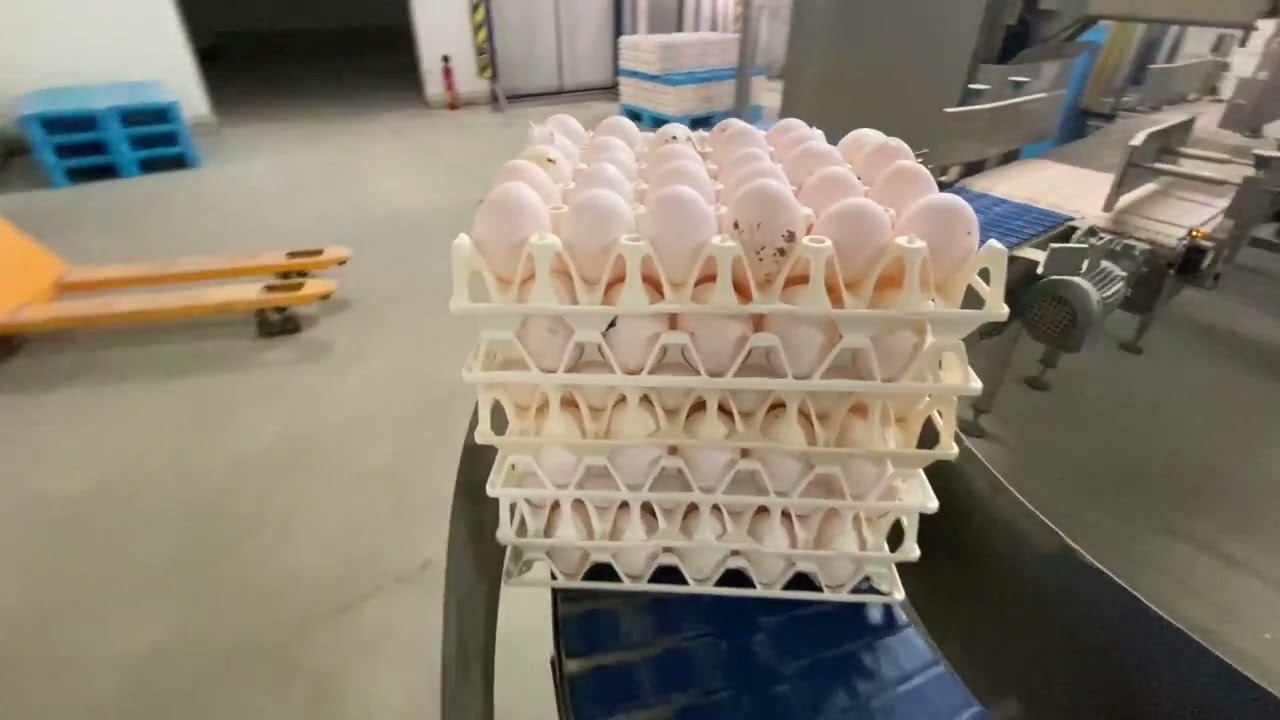 Ramassage automatisé des œufs à l'EARL de la Motte.