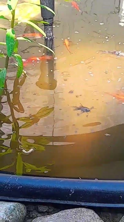 Meine Fische am fressen Fische teich Shorts gartenteich Tiere 