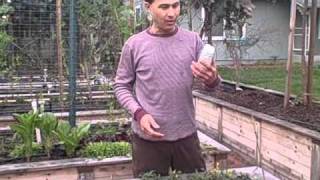 Direct Seeding Mache and Miners Lettuce in Winter also Couve Tronchuda