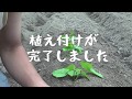 【自家苗方式】サツマイモの苗の作り方/野生動物に種芋が盗まれる！？
