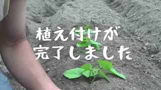 【自家苗方式】サツマイモの苗の作り方/野生動物に種芋が盗まれる！？