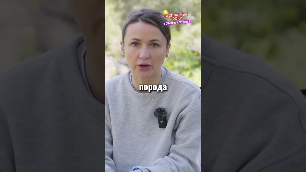 Они похожи на ДЖЕК-РАССЕЛ-ТЕРЬЕРА 