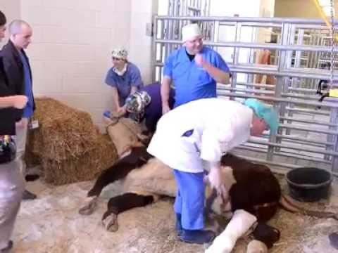 شوفو ناس فين وصلين 