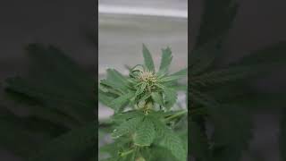 Pink Pistils Greenhouse starting to FLOWER😍 Advanced Nutrients ROOts organics Soil Medical Cannabis