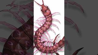 What A Real Scolipede Would Look Like