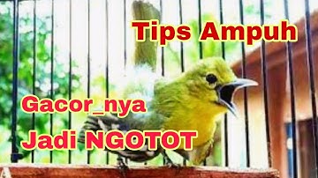Cara nyeting burung sirtu supaya gacor nya ngotot.