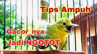 Download Lagu Cara nyeting burung sirtu supaya gacor nya ngotot. MP3