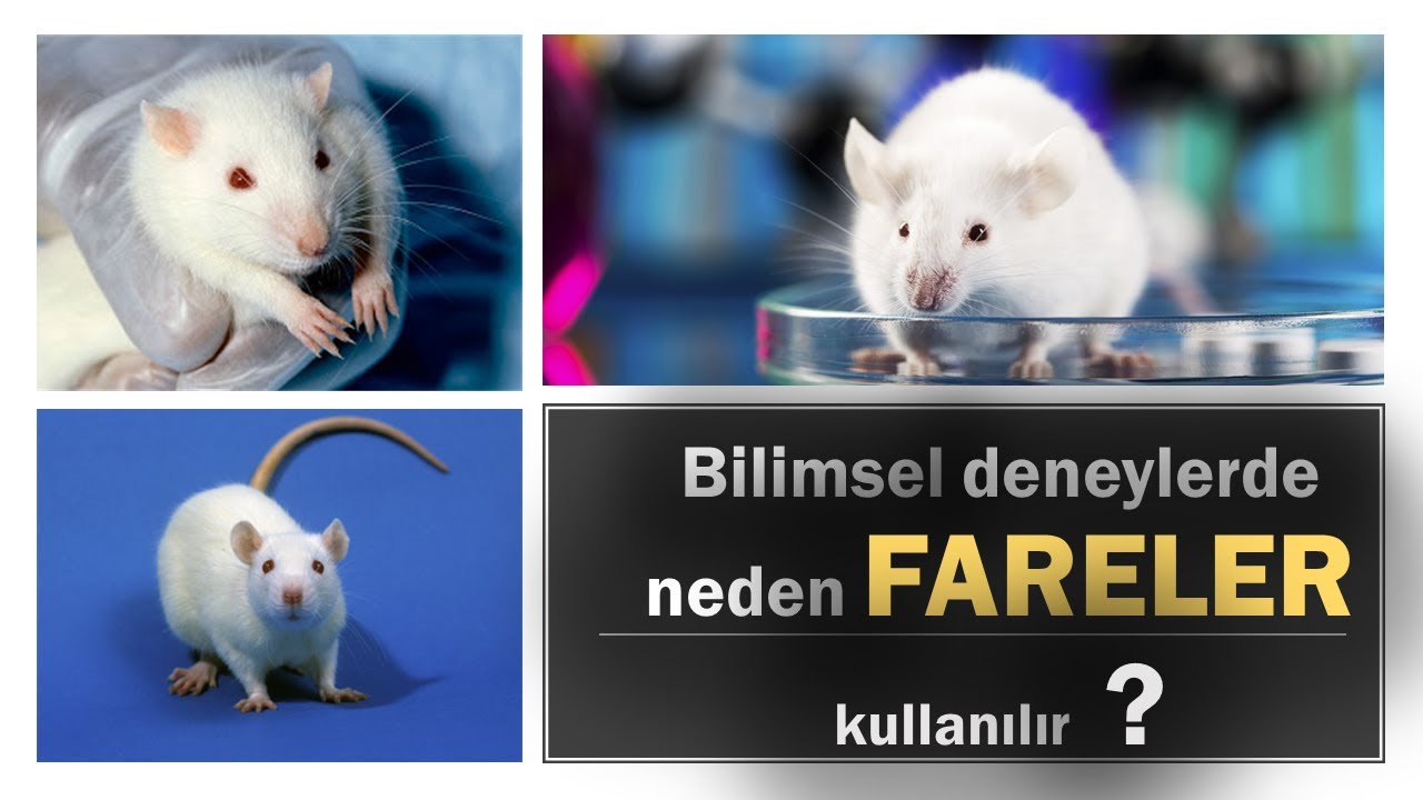 Deneylerde neden fare kullanılır Deneylerde neden fare kullanılır