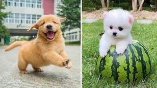 Baby Dogs | Cute and Funny Dog Videos Compilation🐶😹🐶| Funny Pets' Club #animals by Love kittens 😻 12 views 1 year ago 1 minute, 19 seconds