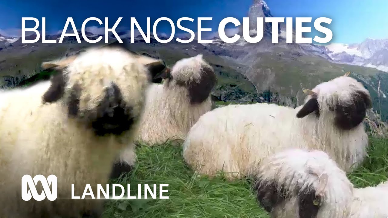* antique sheep ✵ * ✵ * 黒い小さな 羊さん antique sheep ✵ * ✵ * 黒い小さな 羊さん antique sheep