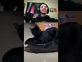 se eu renascer, quero ser um gato