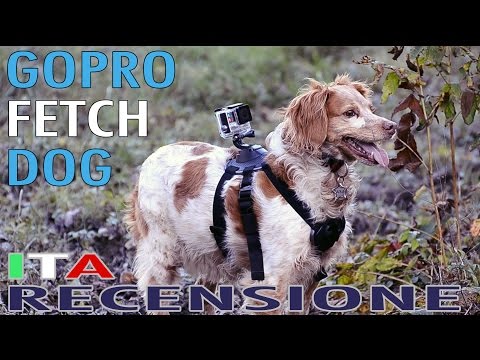 GOPRO DA CANI - GoPro Fetch Dog Harness Pettorina Recensione ITA