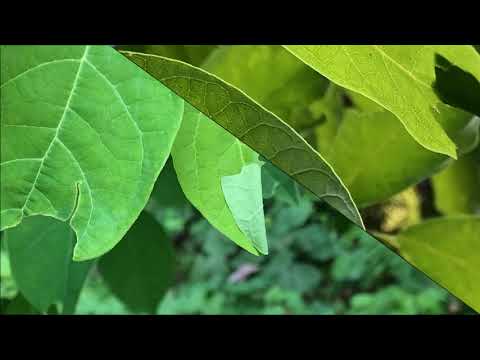 Video: Apa Itu Spicebush – Maklumat Mengenai Cara Menanam Spicebush Di Taman