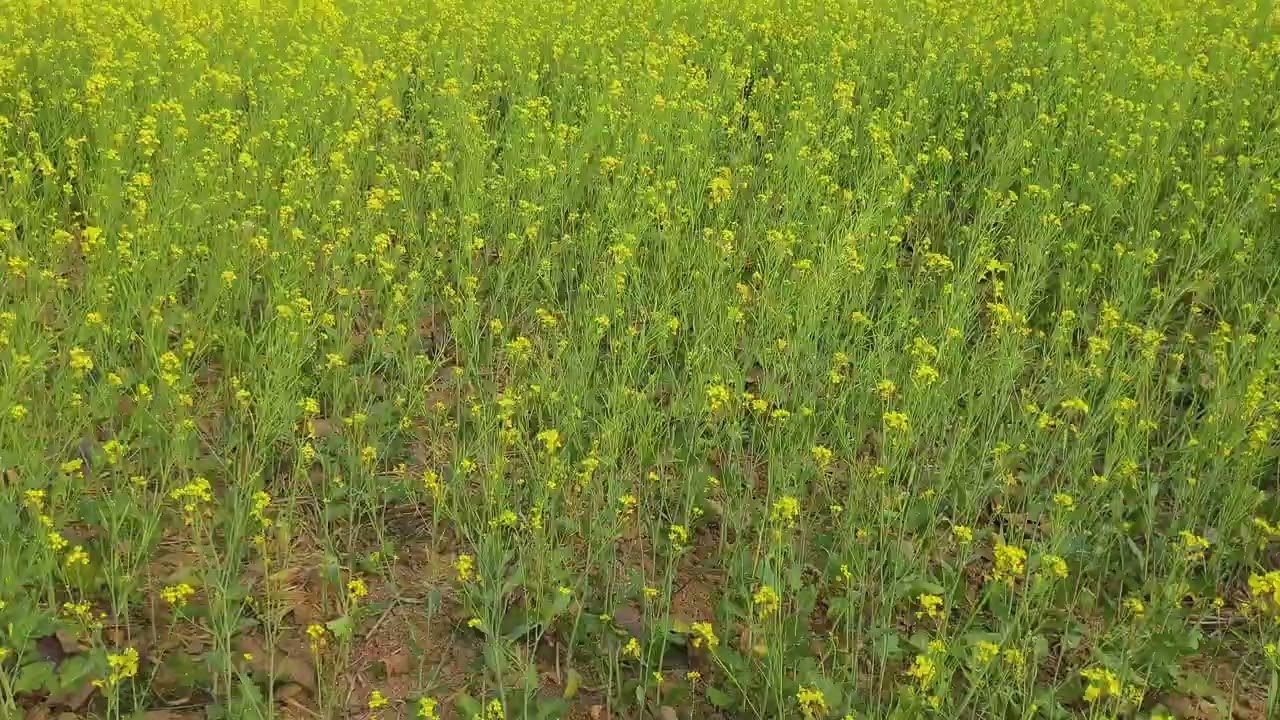 mustard farming|| सरसों की खेती || ସୋରିଷ ଚାଷ || 