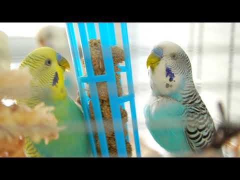 Featured image for the guide to Amazon MUST HAVES for Your Pet Bird by Bird Nuggets