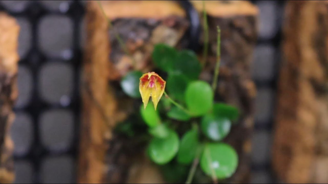 Полив и подкормка лепантеса, 17 августа 2025 г.