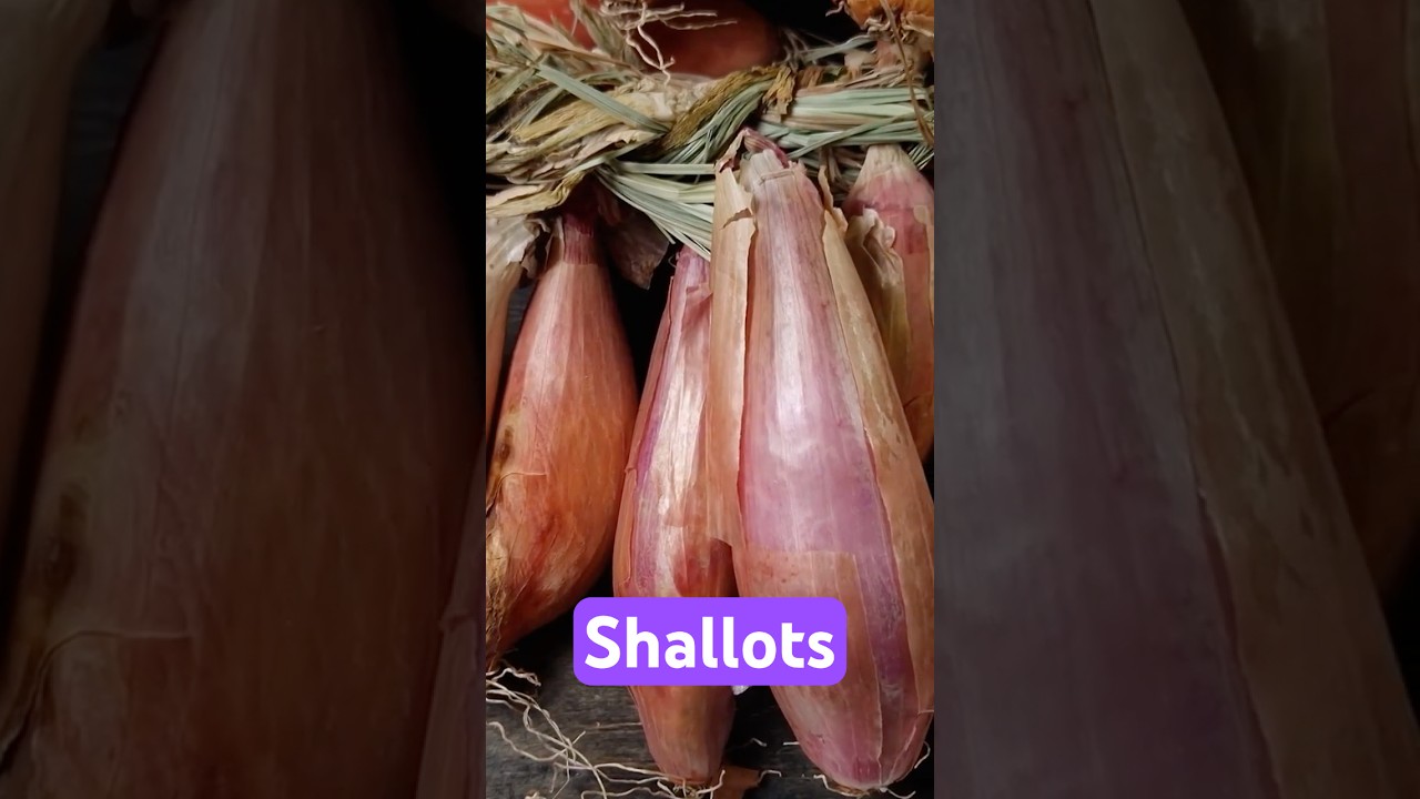 The Ancient Shallot Secret Finally Revealed