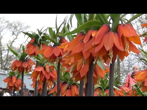 Video: Fritillaria Imperialis Care - Taç İmparatorluk Çiçekleri Yetiştirme İpuçları