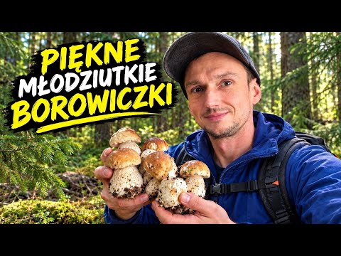 Young Porcini mushrooms are popping up beautifully - Mushroom foraging #195